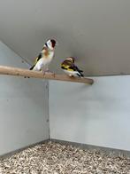 Majoor Putter 1-1  Witkop Agaat man x Wildkleur pop, Dieren en Toebehoren, Vogels | Overige Vogels, Meerdere dieren, Wildzangvogel