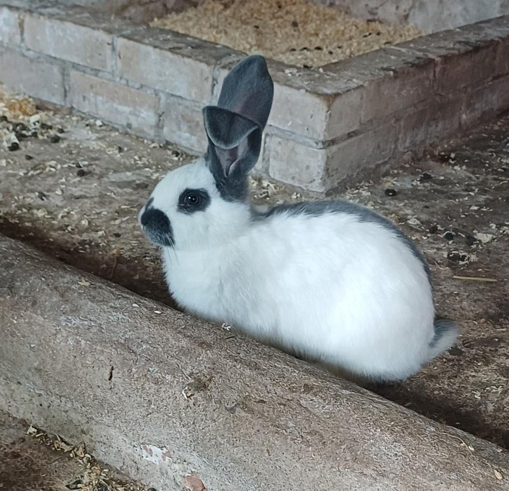 Groot Lotharinger konijnen zoeken personeel, Dieren en Toebehoren, Konijnen, Mannelijk, Groot, 0 tot 2 jaar