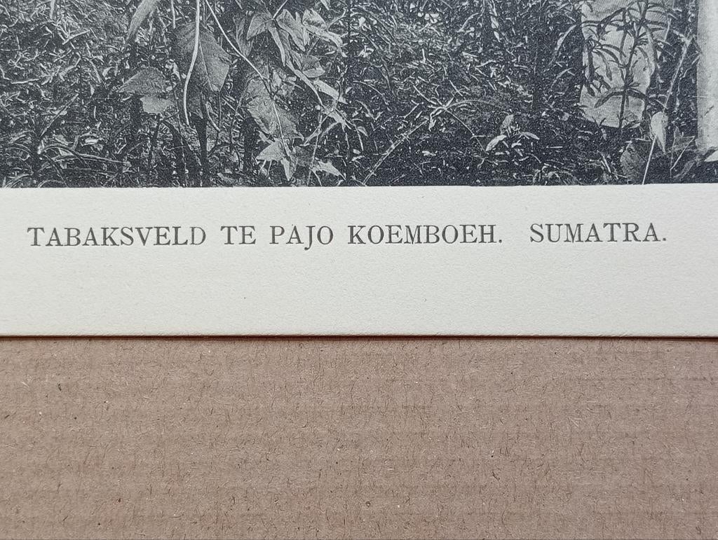 Foto gravure Nederlands Indië Indonesië 1910, Verzamelen, Ophalen of Verzenden, Voor 1940, Zo goed als nieuw, Buitenland