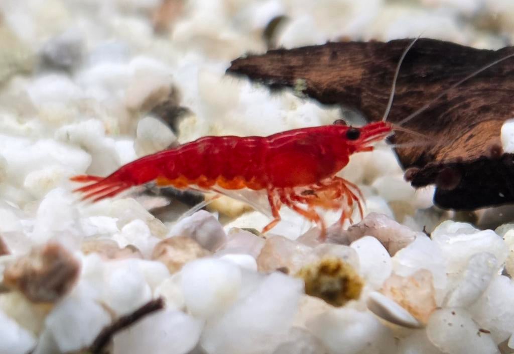 Bloody mary dwerg garnalen neocaridina davidi, Kreeft, Krab of Garnaal