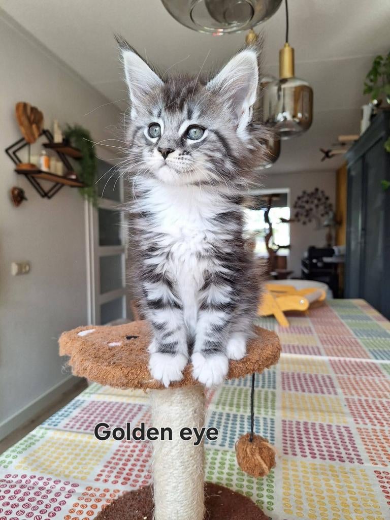 Knappe maine coon kittens uit geteste ouders met stamboom, Poes, Met stamboom, 0 tot 2 jaar