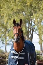 Pre merrie, Dieren en Toebehoren, Paarden, Minder dan 160 cm, B, 7 tot 10 jaar, Merrie