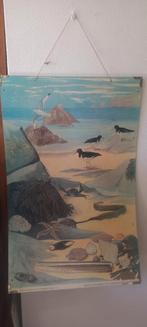 Engelse schoolplaat, tweezijdig, Antiek en Kunst, Ophalen, Natuur en Biologie