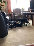 rottweiler pups, Dieren en Toebehoren, Honden | Bulldogs, Pinschers en Molossers, Parvo, 8 tot 15 weken, Meerdere, Meerdere dieren