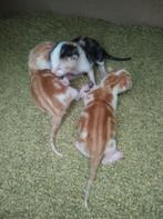 2 mooie nestjes kittens, Dieren en Toebehoren, Katten en Kittens | Overige Katten, Meerdere dieren, Kortharig, 0 tot 2 jaar