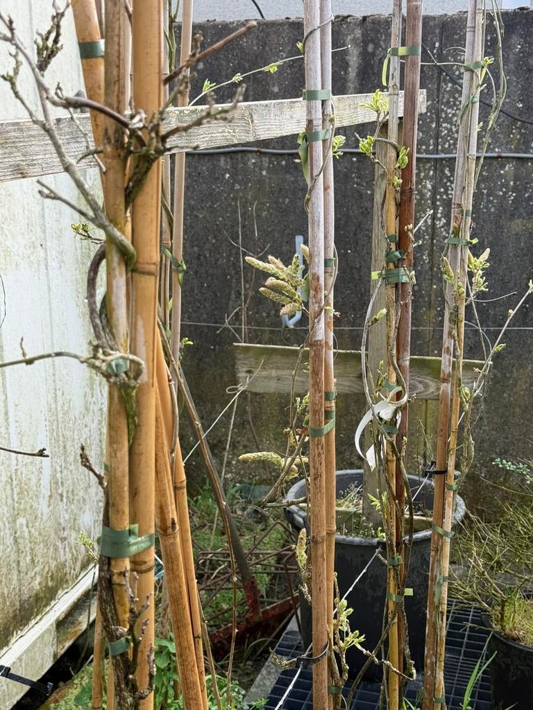 Wisterias  witte in bloemknop en grotere planten, Tuin en Terras, Planten | Tuinplanten, Ophalen, Vaste plant, Halfschaduw, Klimplanten