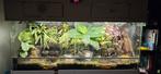 Tricolors gifkikkers en paludarium 150x60x60, 0 tot 2 jaar