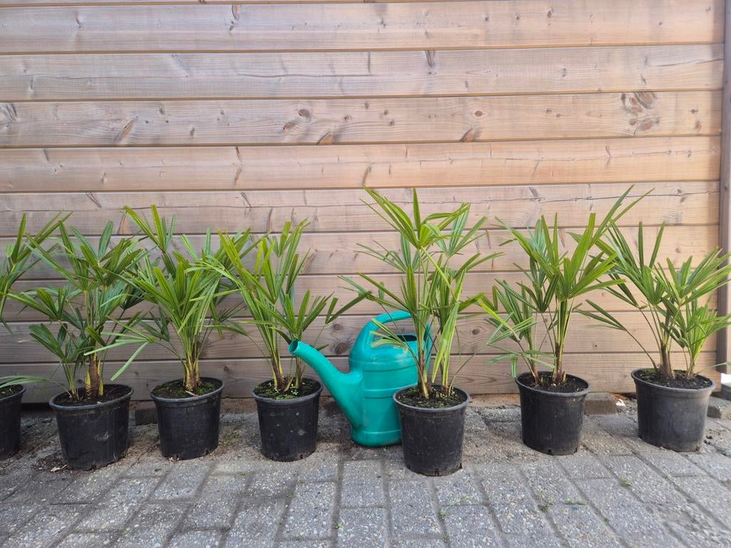 😎🌴 Dubbelstam meerstammige palmboom Trachycarpus Fortunei, Lente, Minder dan 100 cm, Palmboom, Ophalen
