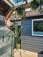 Grote Rhipsalis dissimilis forma dissimilis, Huis en Inrichting, Ophalen of Verzenden, Halfschaduw, Minder dan 100 cm