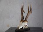 ree gewei, Ophalen of Verzenden, Zo goed als nieuw, Hert, Gewei of Kop