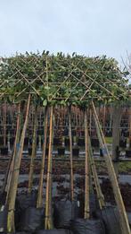 Leilaurier laurier lei vorm dak vorm., Tuin en Terras, Planten | Bomen, Ophalen, Halfschaduw, Leiboom, 100 tot 250 cm