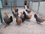 broedeieren hollandse kriel, Dieren en Toebehoren, Meerdere dieren, Kip