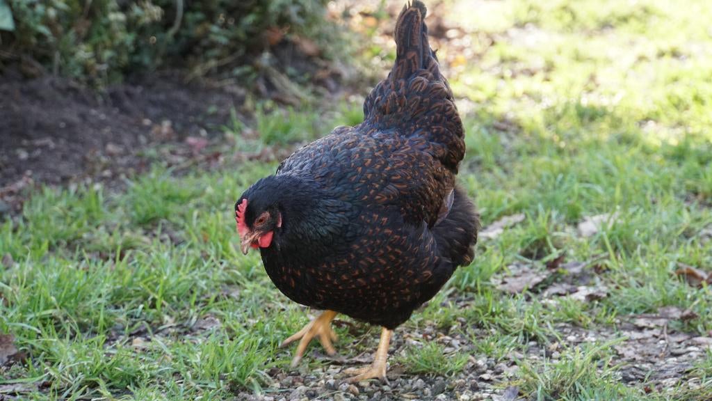 Broedeieren Barnevelder dubbelgezoomd groot, Dieren en Toebehoren, Geslacht onbekend, Kip