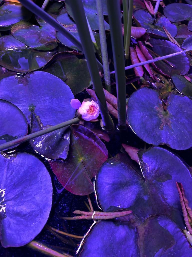 Grote waterlelie roze plus 5 goudvissen, Dieren en Toebehoren, Vissen | Vijvervissen, Goudvis(sen)