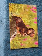 Vintage Ansichtkaart Teckel Hond - Ongelopen, Ophalen of Verzenden, 1960 tot 1980, Ongelopen, Hond of Kat