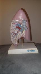 Anatomisch model 3d Long medisch voorbeeld Foradil, Ophalen of Verzenden