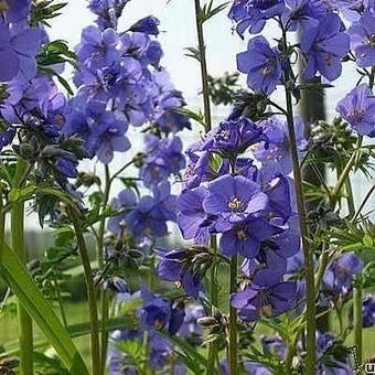 Zaden Polemonium caeruleum blauw, Verzenden, Volle zon