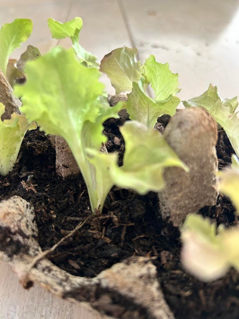 Een doosje sla plantjes 10 voor 2,00 of 5 voor 1,50, Tuin en Terras, Planten | Tuinplanten, Ophalen of Verzenden, Eenjarig, Groenteplanten
