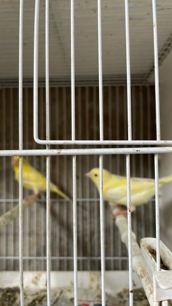 Waterslagers correcr geringd 2026, Dieren en Toebehoren, Mannelijk