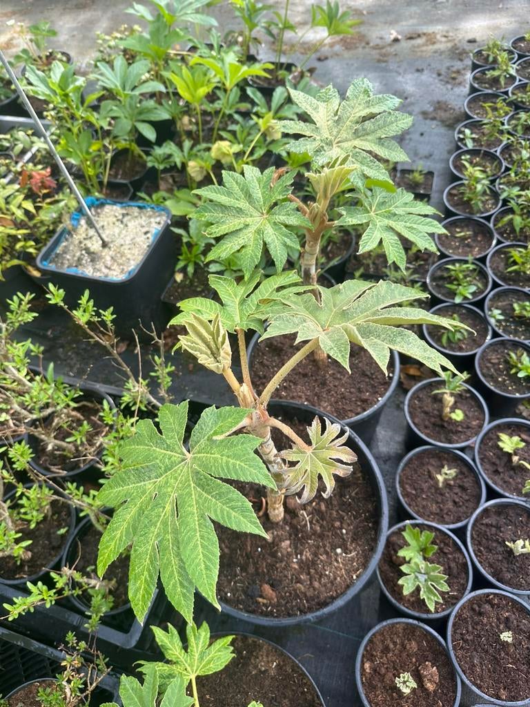 Tetrapanax papyrifer, Tuin en Terras, Planten | Tuinplanten, Ophalen, Vaste plant, Overige soorten, Volle zon