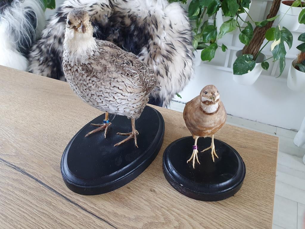 Opgezette kwartels, Ophalen, Gebruikt, Vogel, Opgezet dier