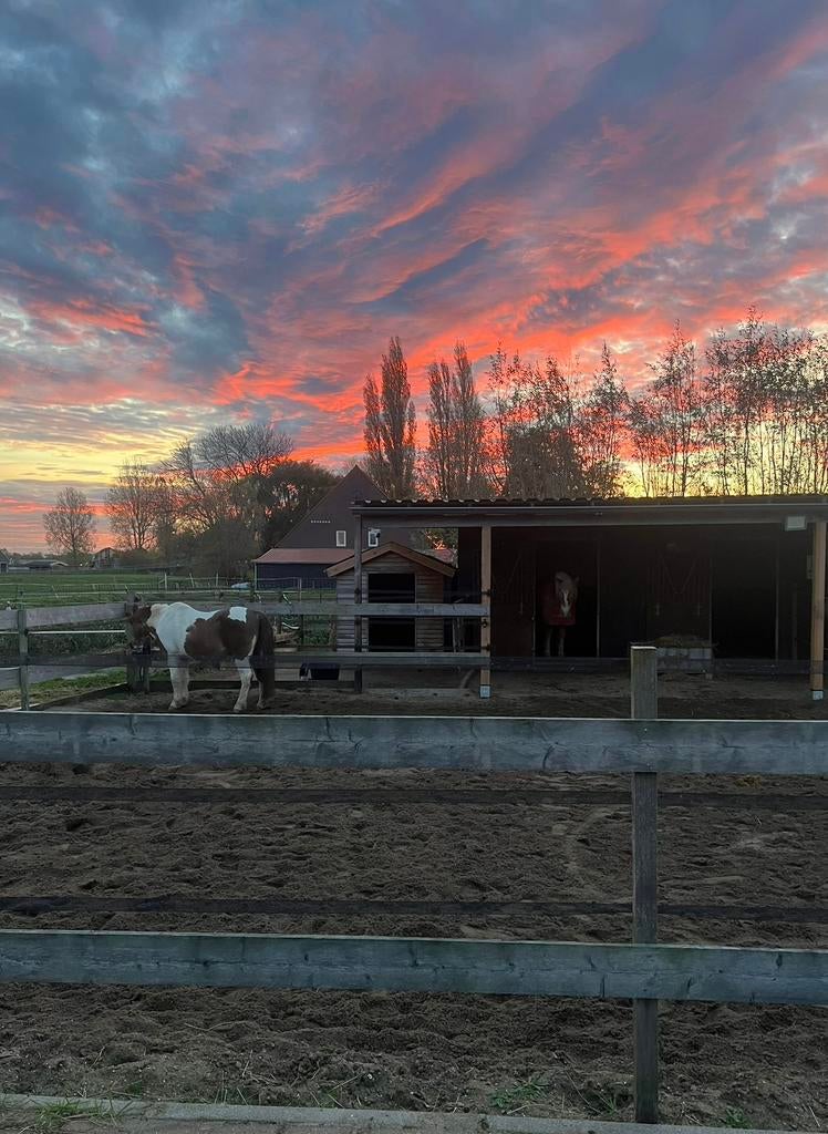 Stalling + Weidegang op 24/7 paddock stal | uitloop stal, Weidegang, 1 paard of pony