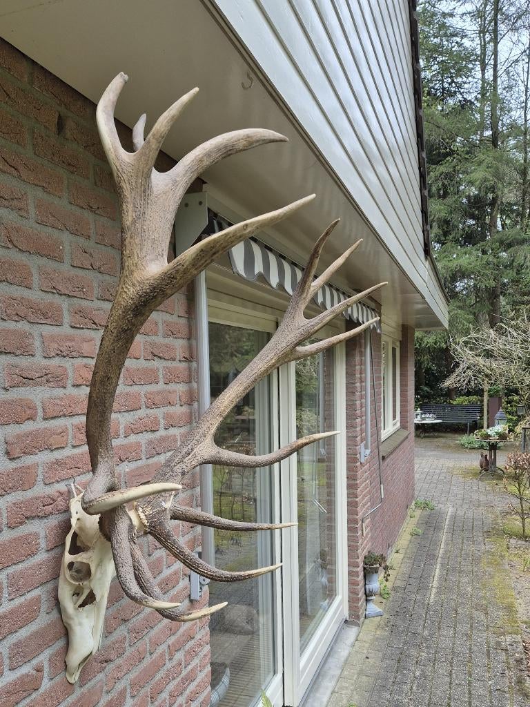 Super Groot Edelhert Gewei Ongelijke 16 ender Jacht Mancave, Verzamelen, Dierenverzamelingen, Zo goed als nieuw, Gewei of Kop