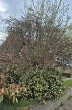 Grote hazelnootboom GRATIS zelf uitgraven en afvoeren, Overige soorten, 400 cm of meer, Ophalen, Volle zon