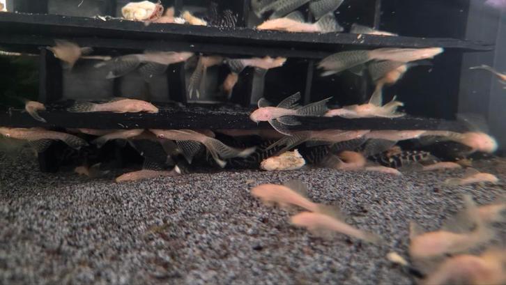 Algeneters Ancistrus L144 Longfin, Dieren en Toebehoren, Vissen | Aquariumvissen, Vis