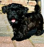 Prachtige gezonde havanezer pups met stamboom