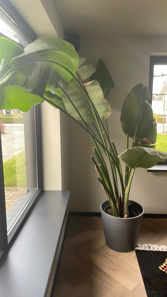 Bananenplant incl pot, Ophalen, Halfschaduw