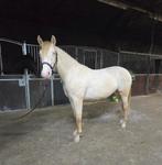Knappe PRE perlino merrie 2 jaar, Merrie, Minder dan 160 cm, Met stamboom, Dressuurpaard