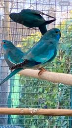 Splendid witborst pop, sep’ 25, Vrouwelijk