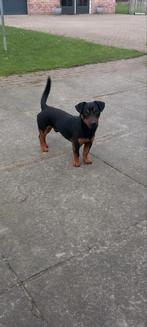 Dekreu black and tan jack russel, Reu, Meerdere, 3 tot 5 jaar, Nederland