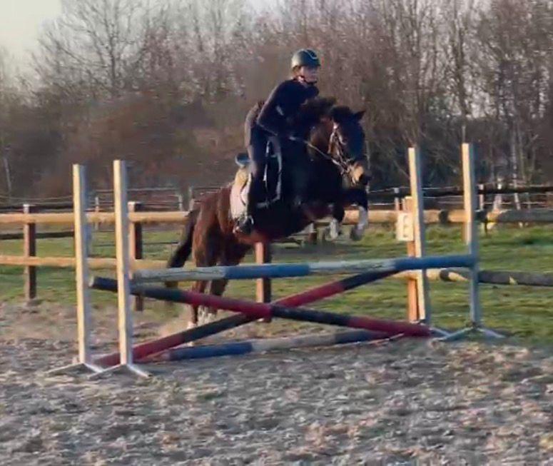 Gave project pony, Merrie, Met stamboom, Springpony, Zadelmak