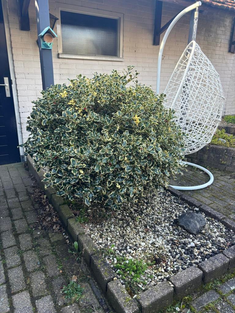 Hulst met rode bessen, Vaste plant, Halfschaduw, Winter, Ophalen