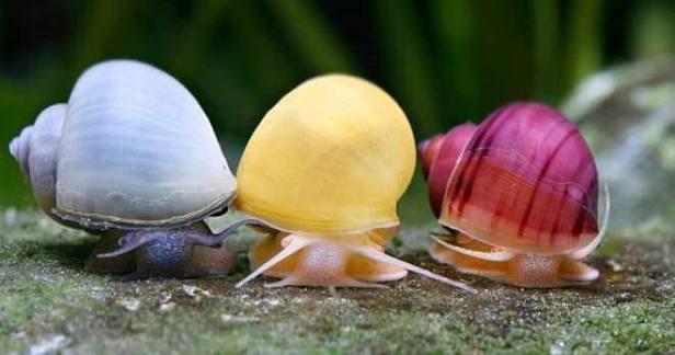 Slakken gezocht, Slak of Weekdier