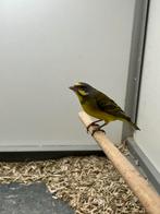 1-1 Mozambique Sijs, Meerdere dieren, Tropenvogel