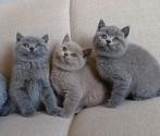 Britse korthaar kittens, Dieren en Toebehoren, Katten en Kittens | Raskatten | Korthaar, Meerdere dieren, Ontwormd, 0 tot 2 jaar