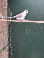 Te koop diamantduifjes, Overige soorten