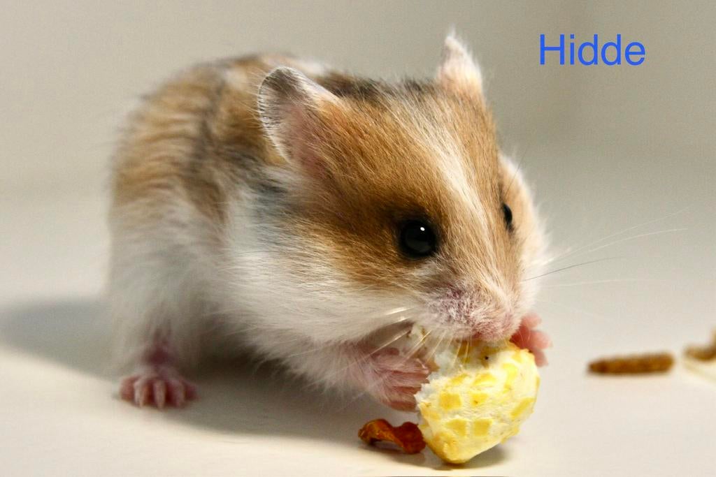 Jongen Syrische hamsters / Goudhamsters te koop, Hamster, Maart, Meerdere dieren, Tam