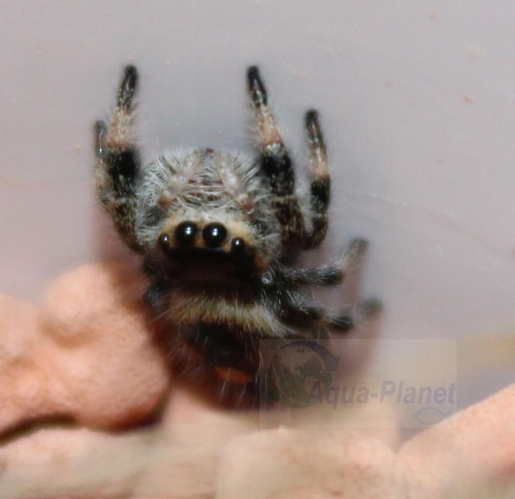 Jumping Spider "Everglades", Dieren en Toebehoren, Insecten en Spinnen, Spin of Schorpioen