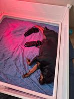 Raszuivere grove rottweiler puppy's, Meerdere, Meerdere dieren, Rottweiler, Nederland