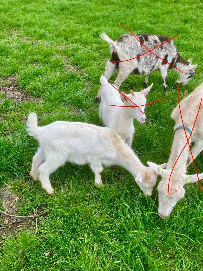 Melk geit, Dieren en Toebehoren, Schapen, Geiten en Varkens, Vrouwelijk, Geit
