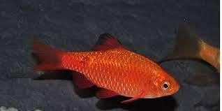 Prachtbarbeel - Barbus Conchonius - Koidreams, Dieren en Toebehoren, Vissen | Aquariumvissen, Vis, Zoetwatervis