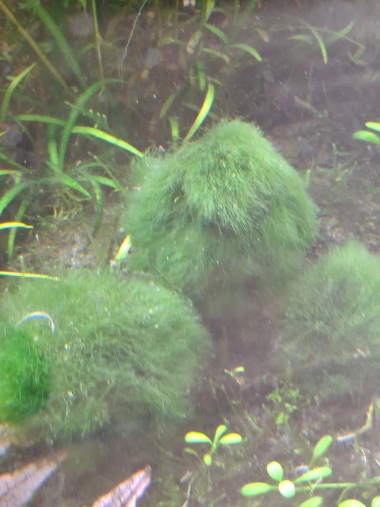 4 mooie mosballen voor aquarium, Ophalen of Verzenden