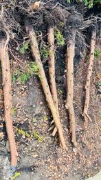 Coniferen haardhout - 20 stuks om te drogen, Tuin en Terras, Haardhout, Minder dan 3 m³, Ophalen, Overige houtsoorten, Stammen