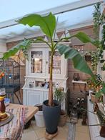 Prachtige Musa bananenplant met antraciet geribbelde ompot, Tuin en Terras, Planten | Tuinplanten, Ophalen, Overige soorten, Volle zon