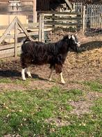 Mooie Toggenburger bok, Mannelijk, Geit