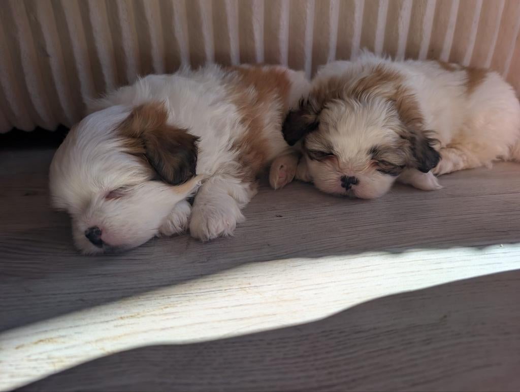 Shihpom pups ( nog twee beschikbaar), Overige rassen, 8 tot 15 weken, Meerdere, Meerdere dieren